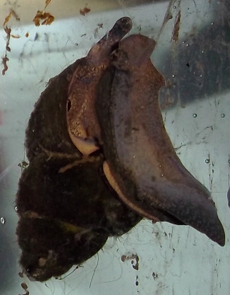 gasteropode di lago